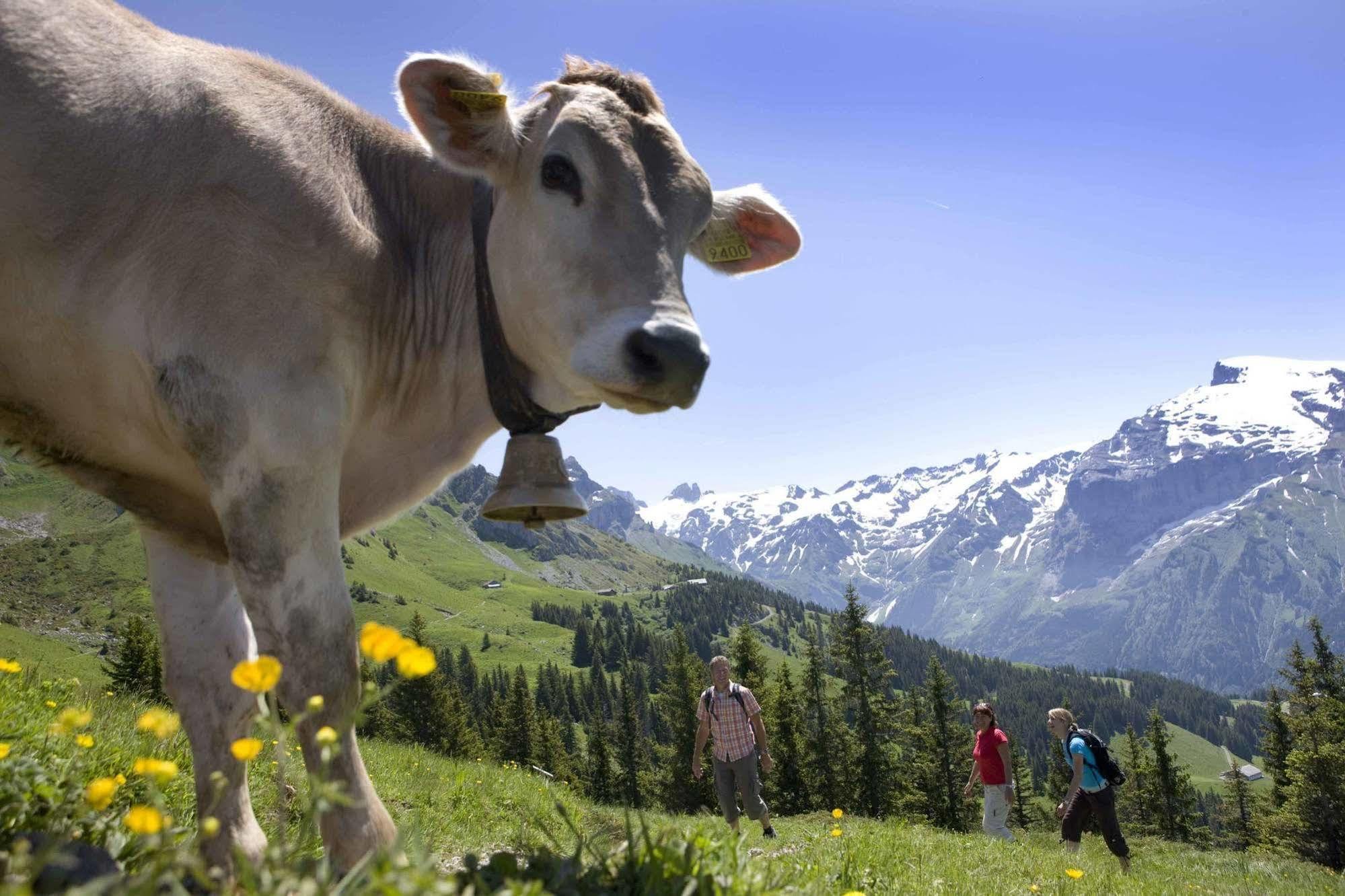 Berglodge Restaurant Ristis Engelberg Exteriör bild